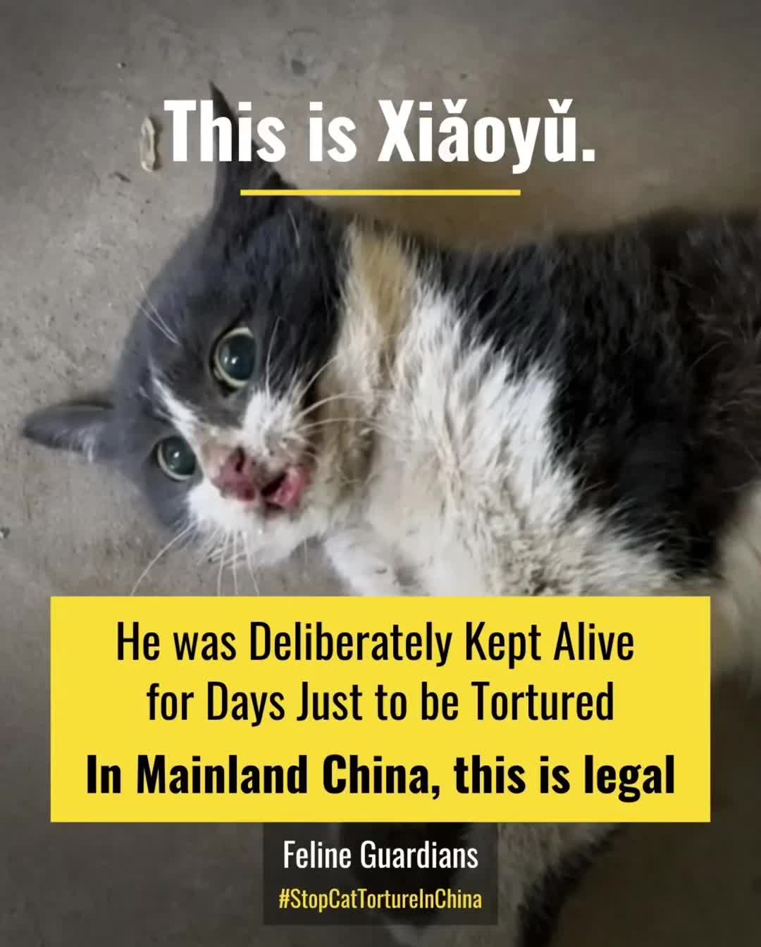@animalrightsdaily