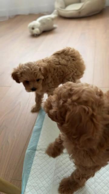 @Maltipoo Puppy Place