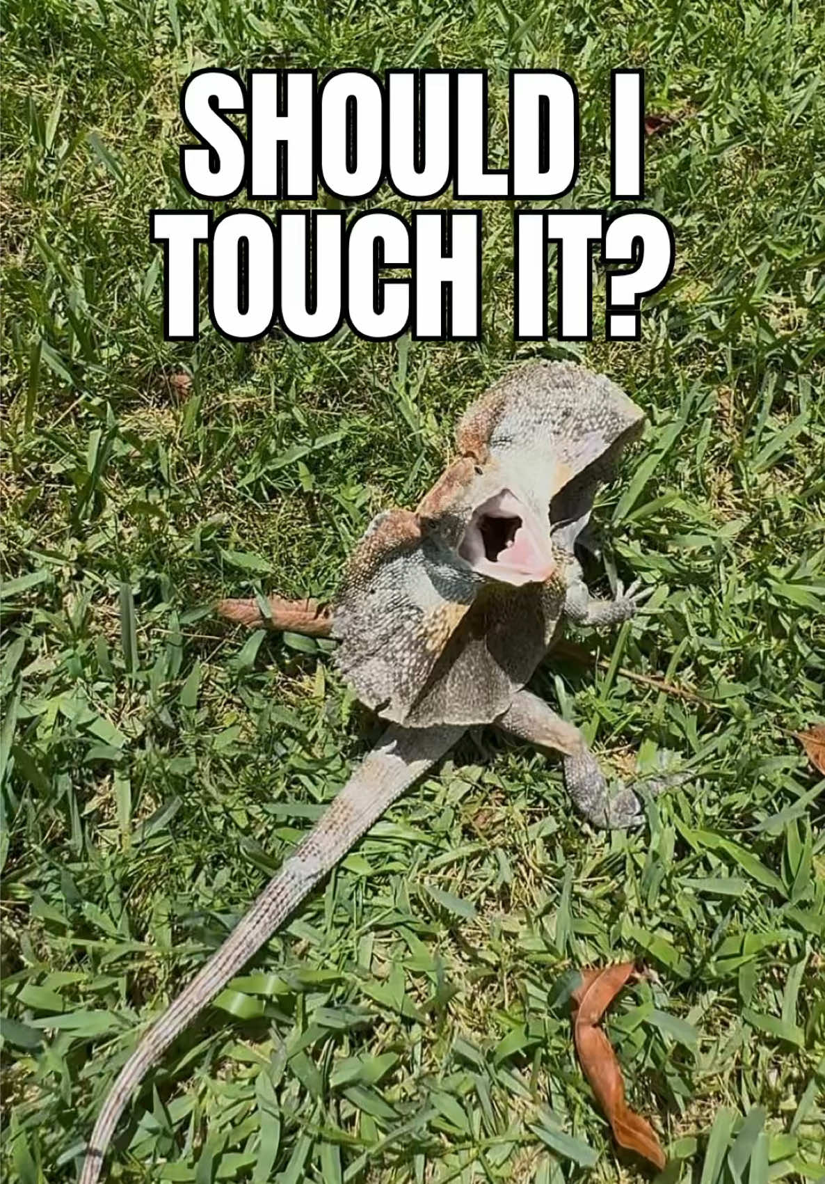 @Tommys_reptiles