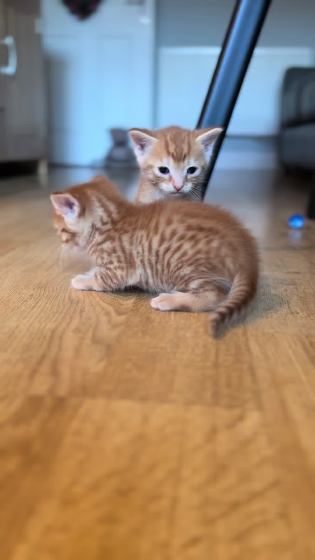 @Gatos todos os dias