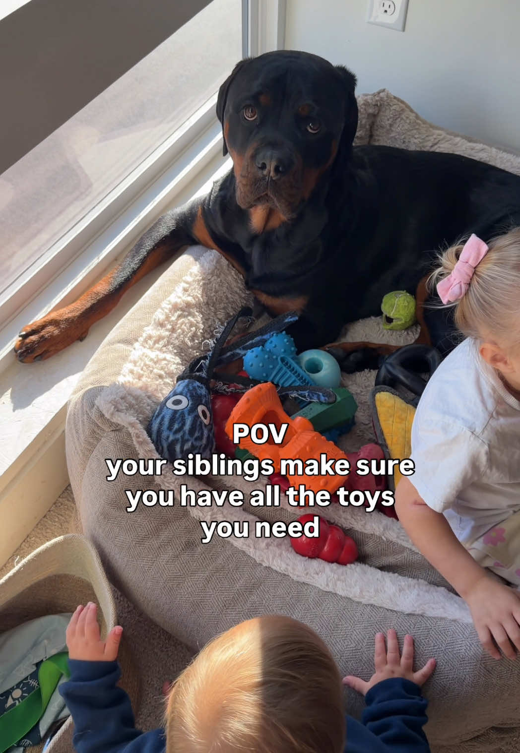@Rex the Rottweiler