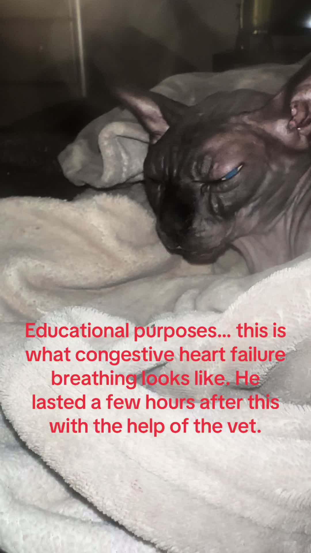 @MySphynxLife