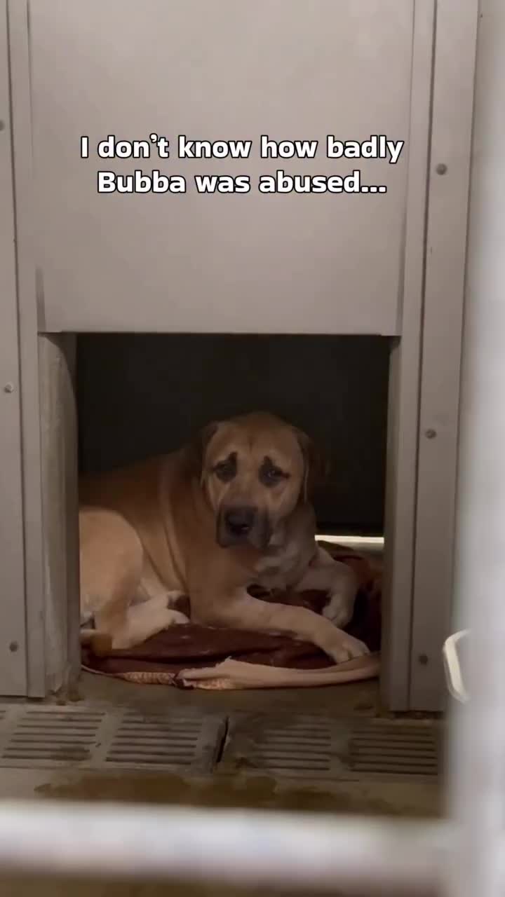 @Cane Corsos
