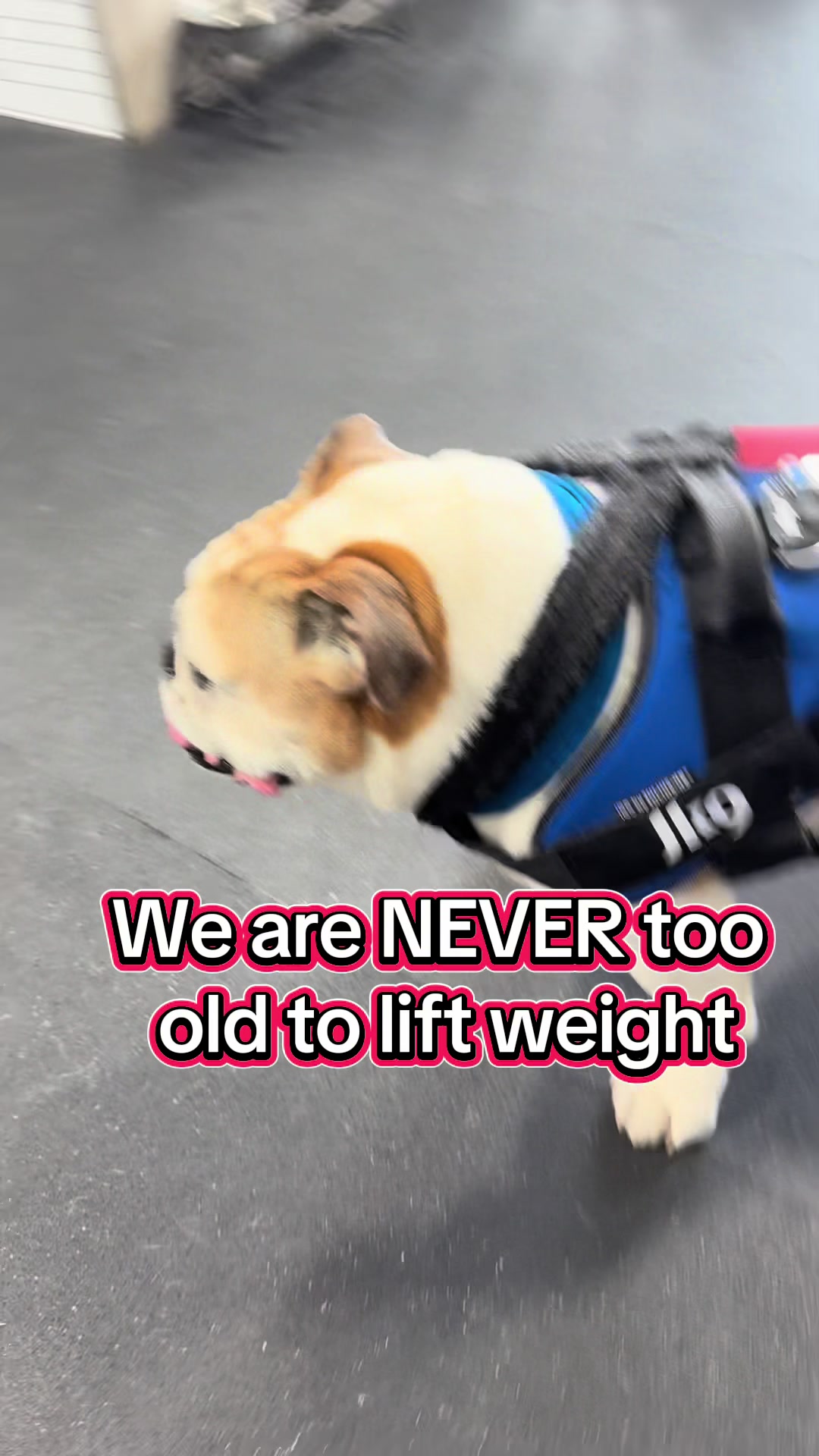 @ArfitDogRehabFitness