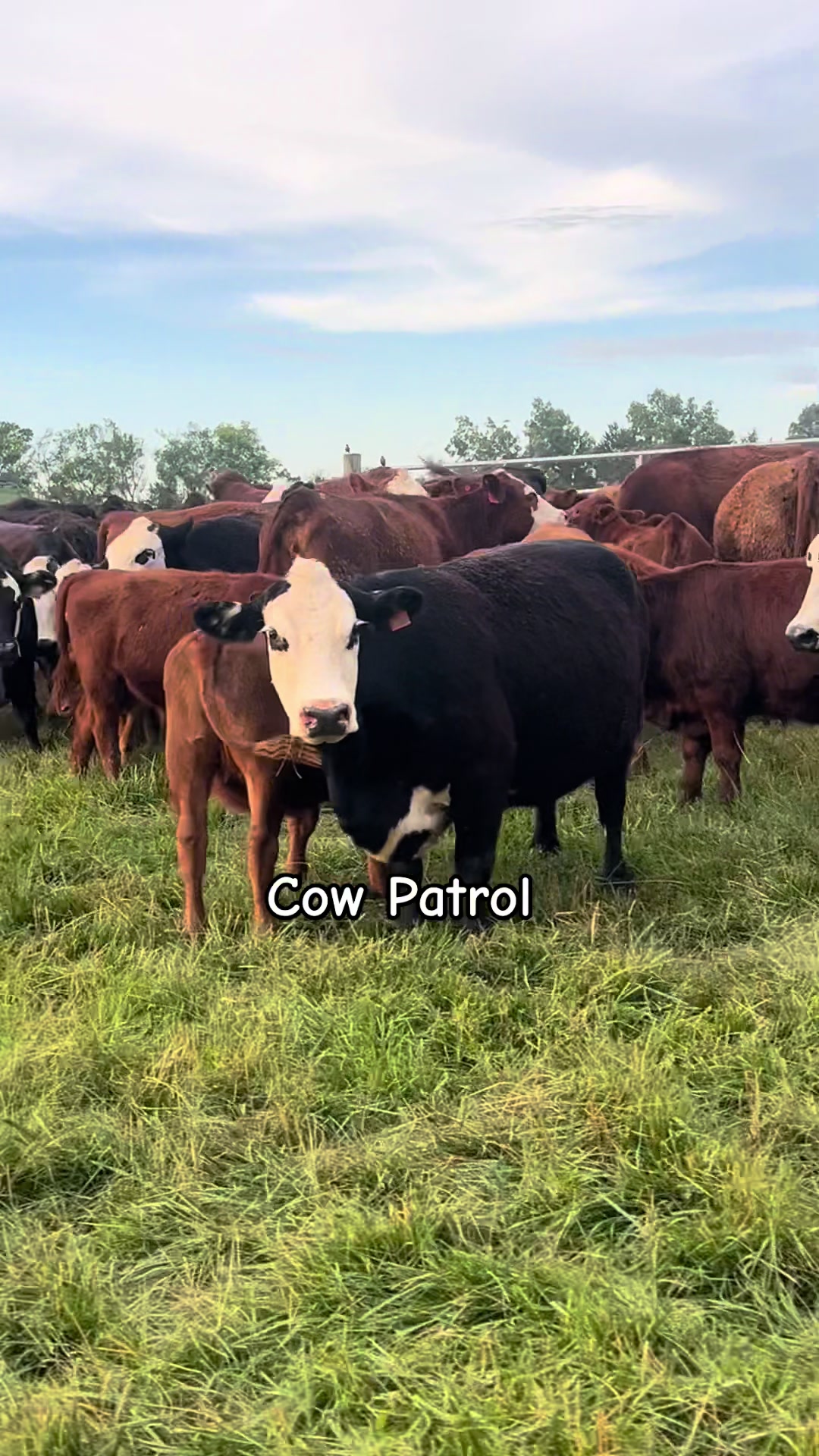 @Kristie_the_Pi🥉🐮❌