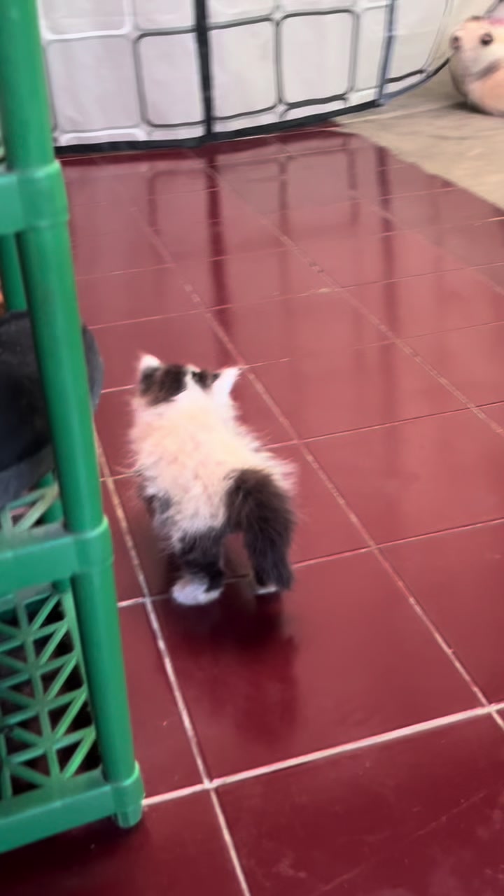 @Nita dan para kucing🐾