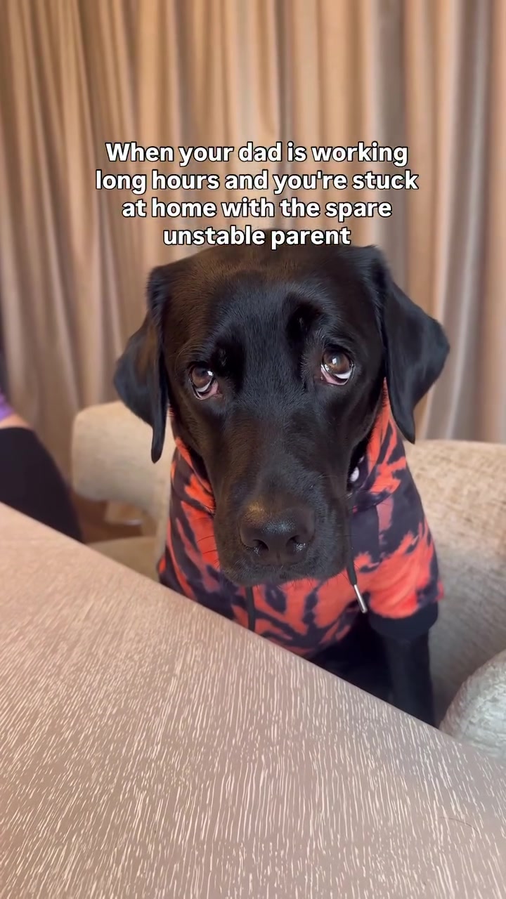 @lisatheblacklab