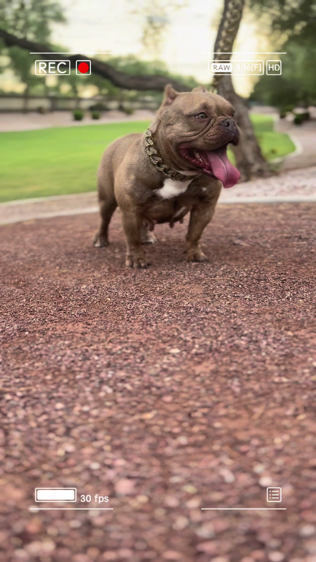 @Boxcitybullys