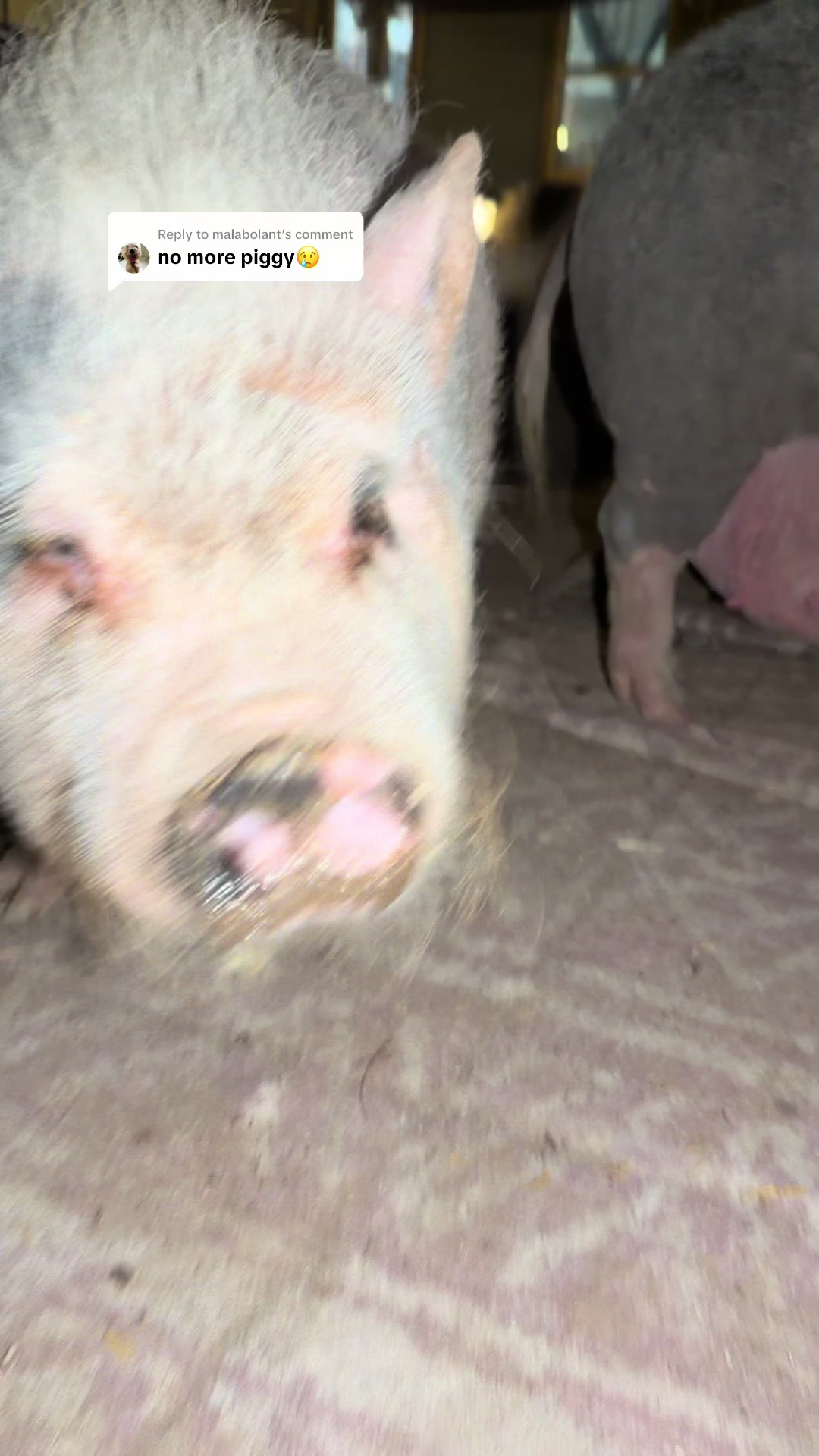 @Penny Pig ❤️🐷