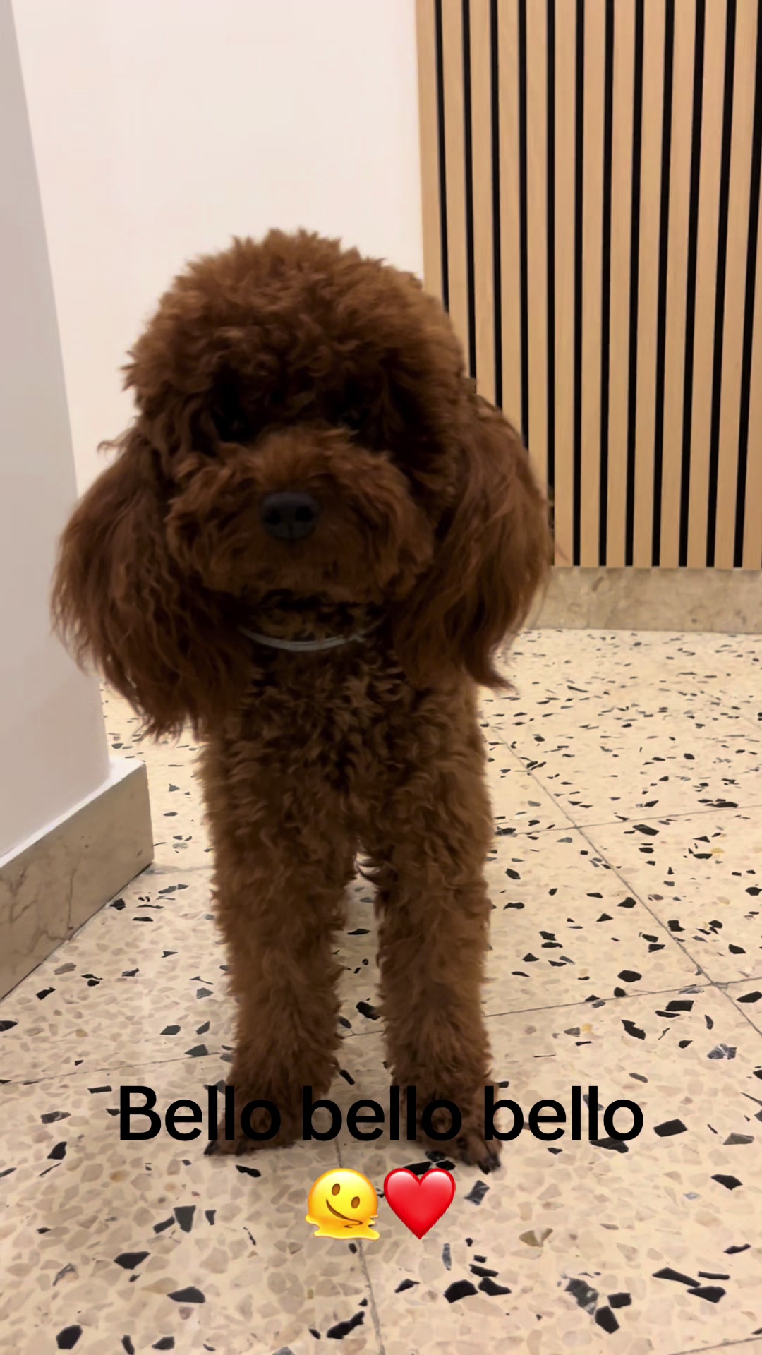 @Il mondo di Toby e Ulisse 🐩