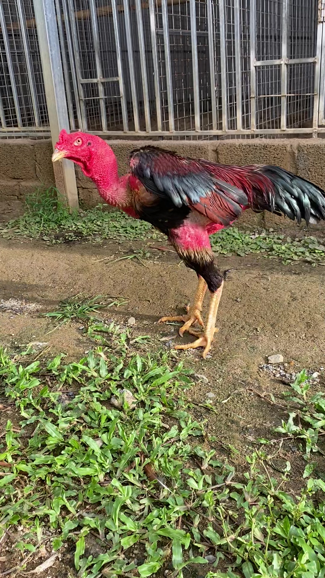 @Quang Hải 90