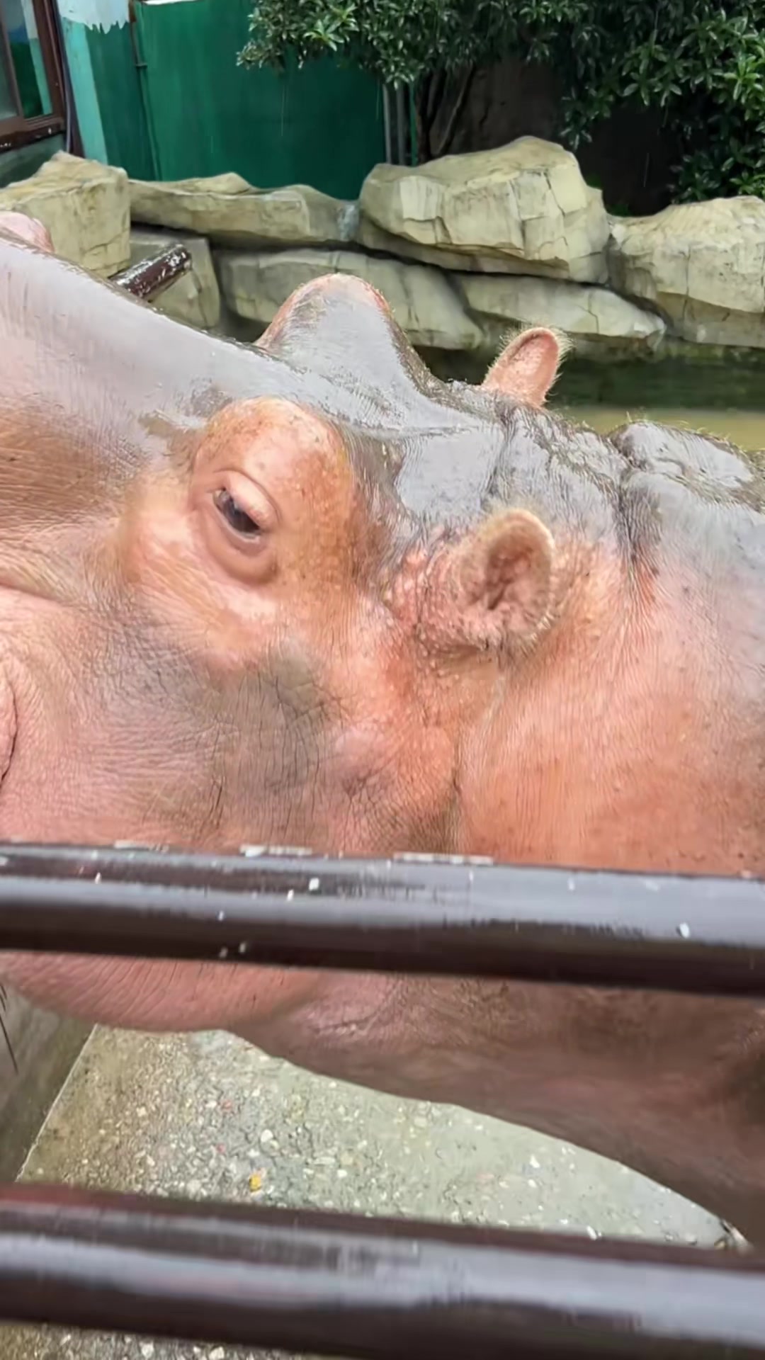 @Hippo