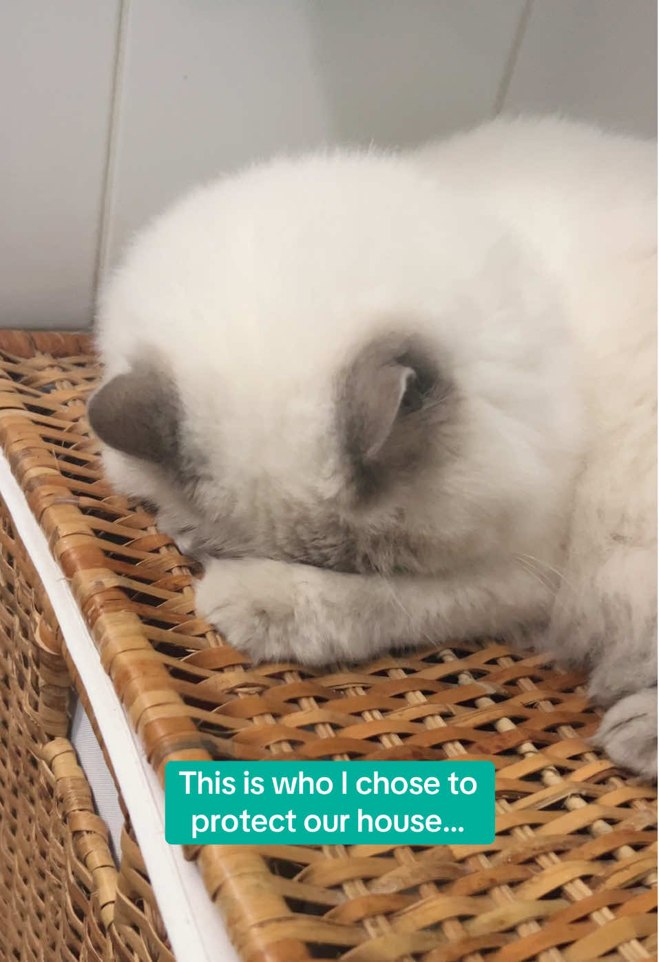@Dutchkittycat