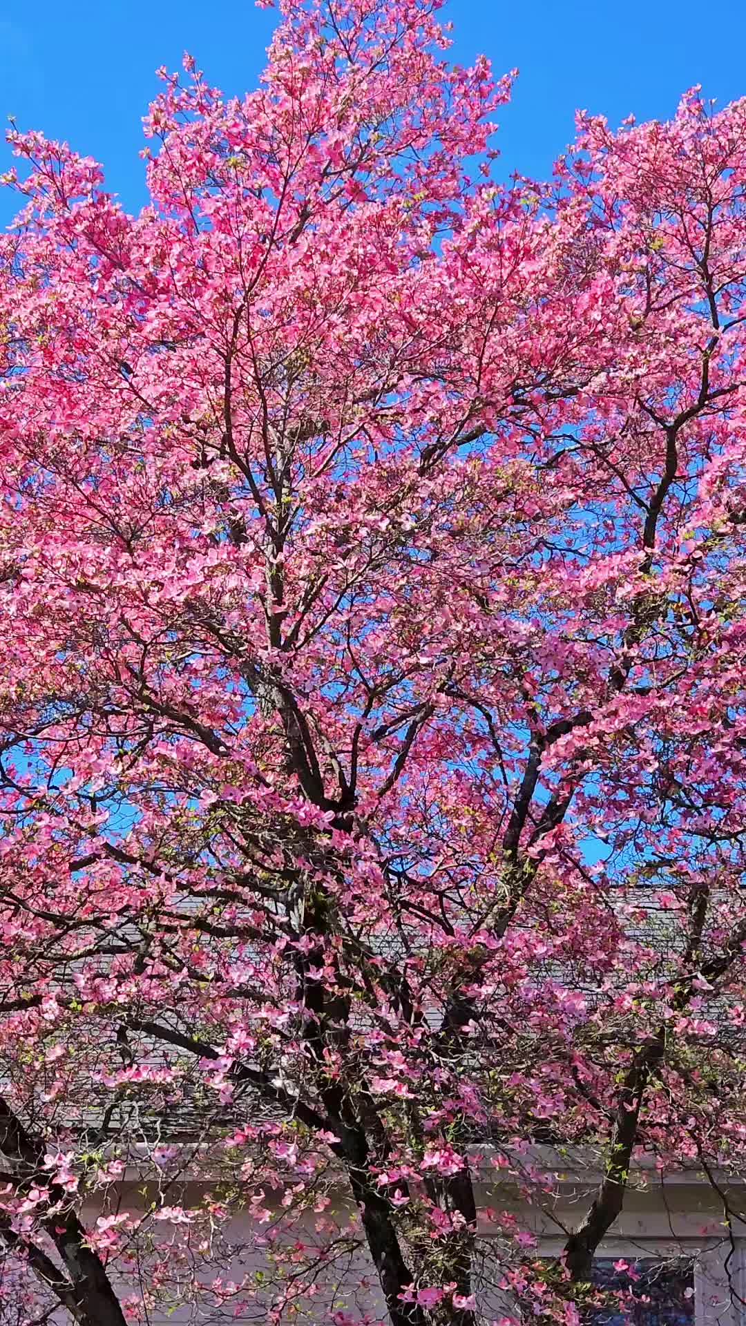@Meeraphotos