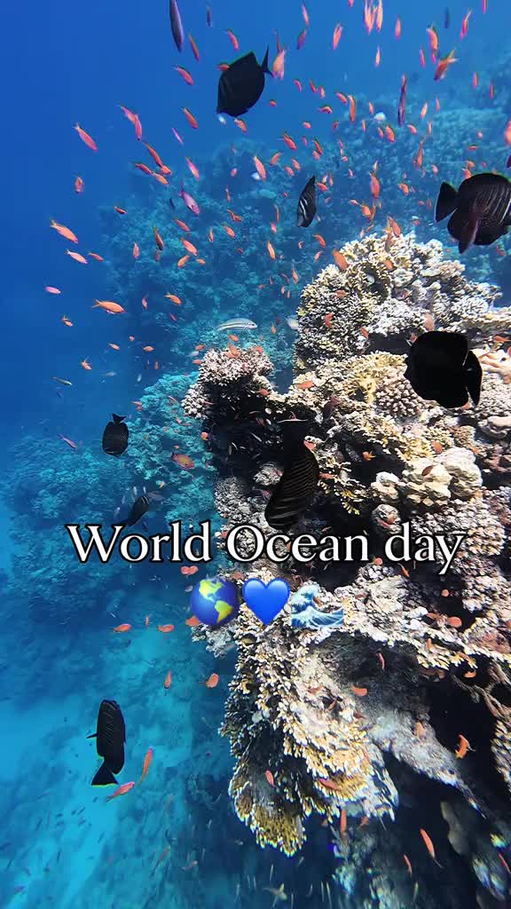 @Mother Ocean Fund❌