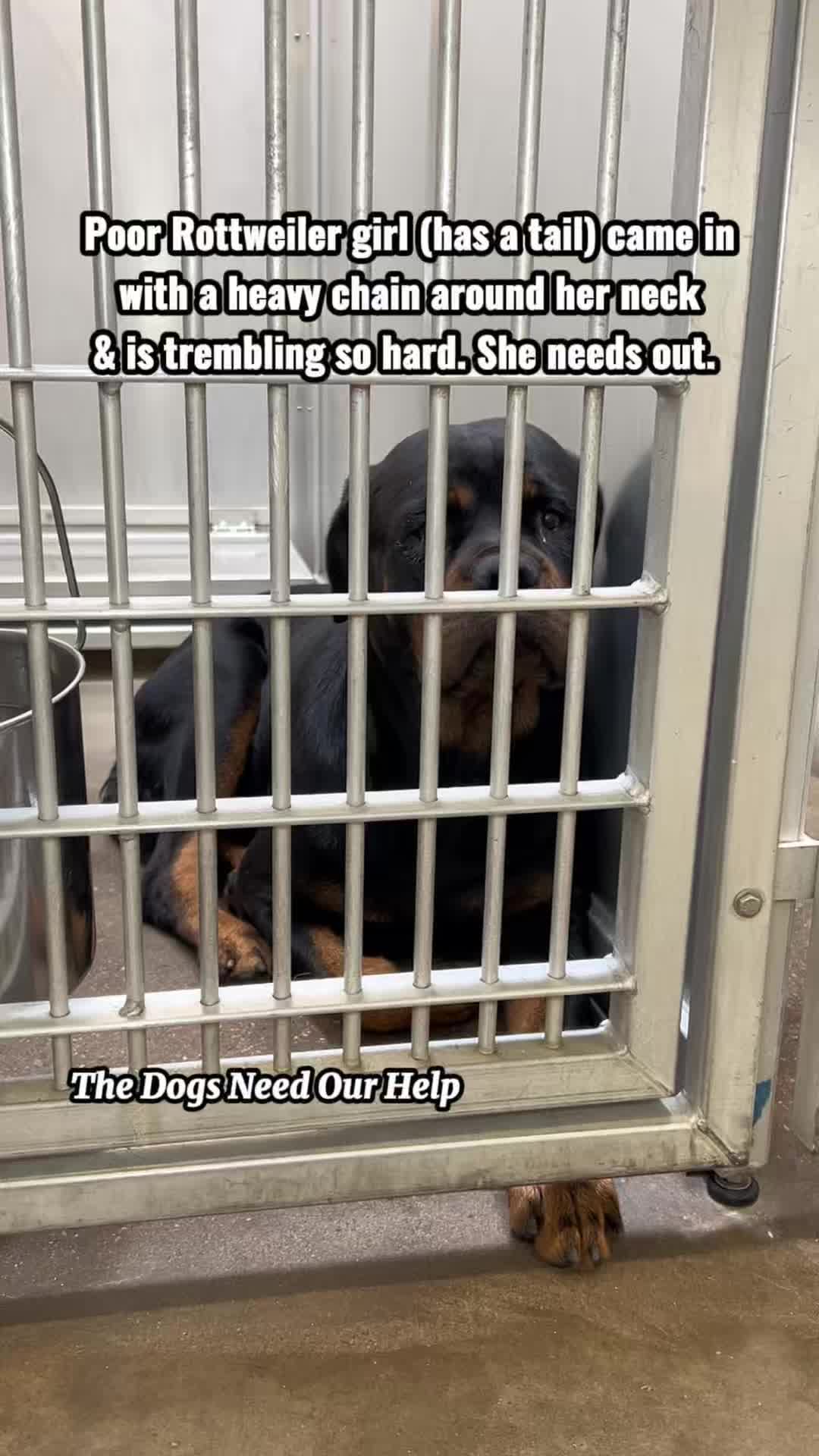 @The Dogs Need Our Help