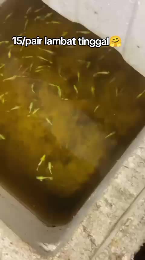 @RULL GUPPY??