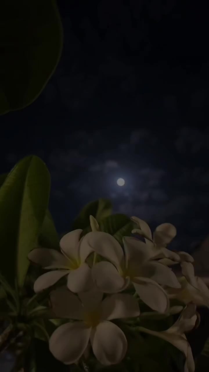@Mayumi Suzuki/tiktok