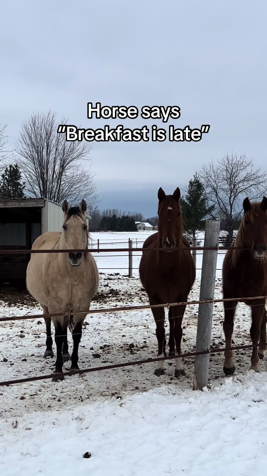 @Aubray | Equine Photographer