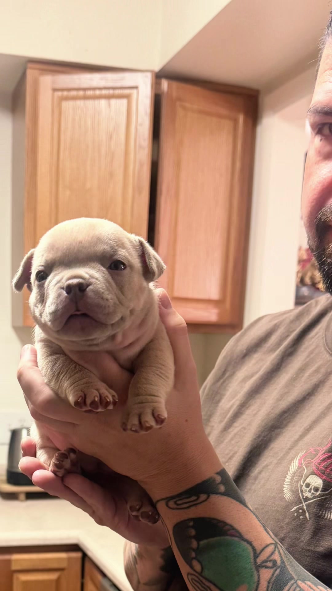 @steelforgedbullies