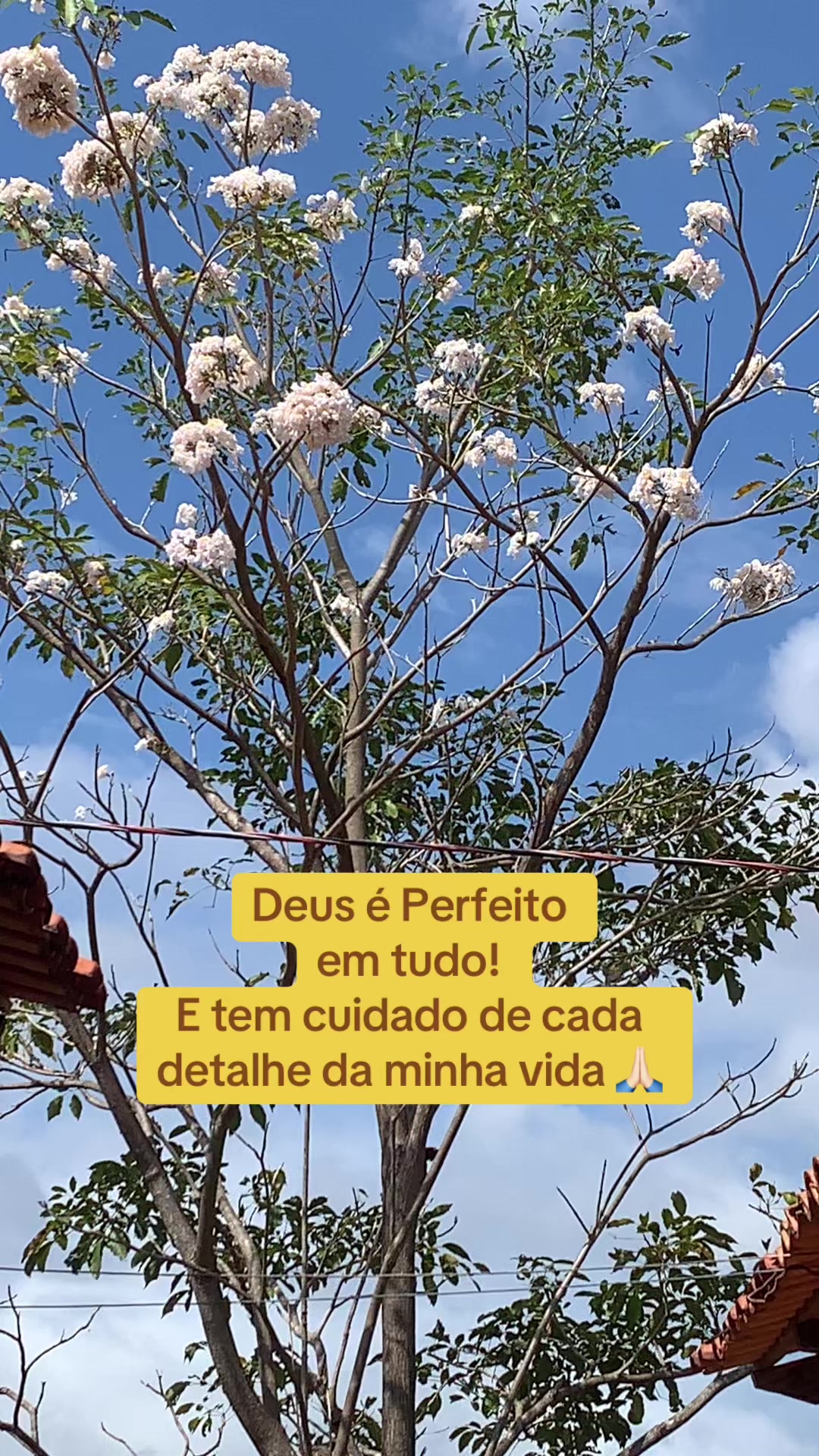 @Entre Laços