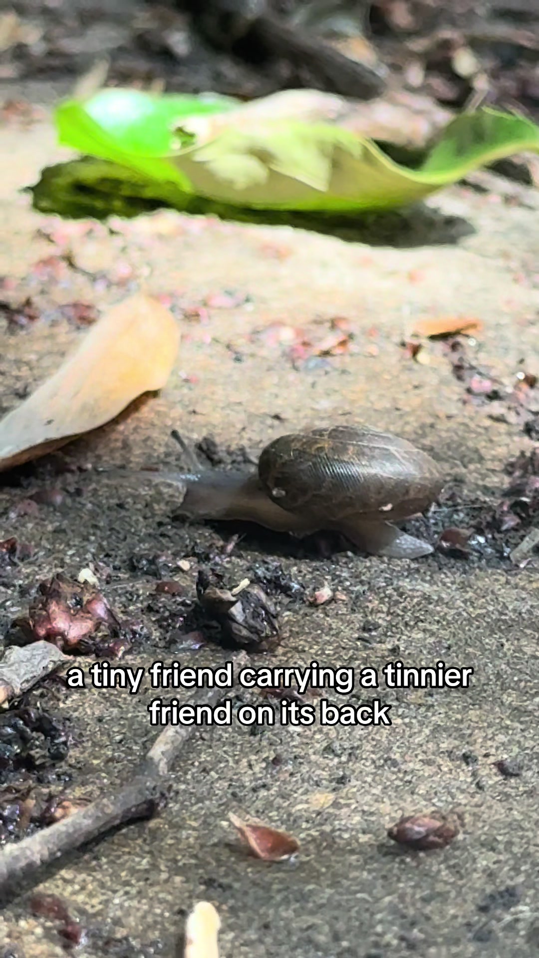 @Callie🧚♀️