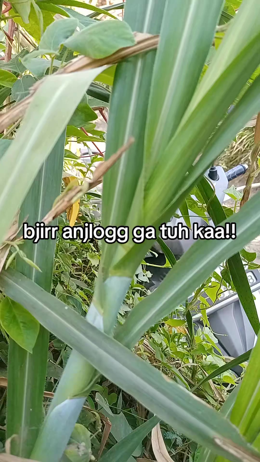 @smuabarang_ada