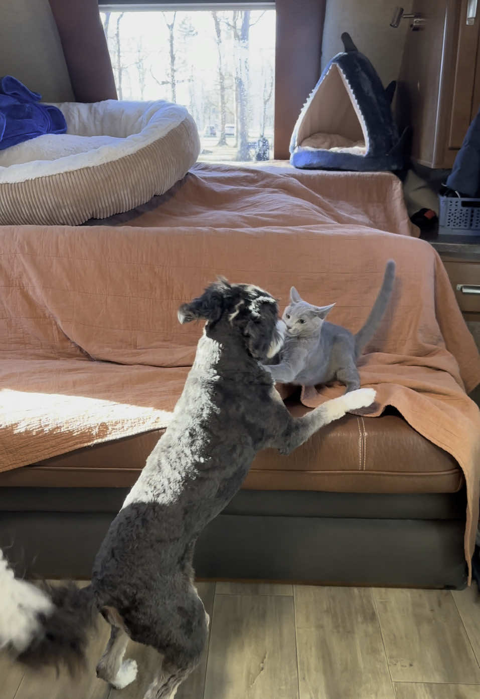 @PuppyPoppyfamily