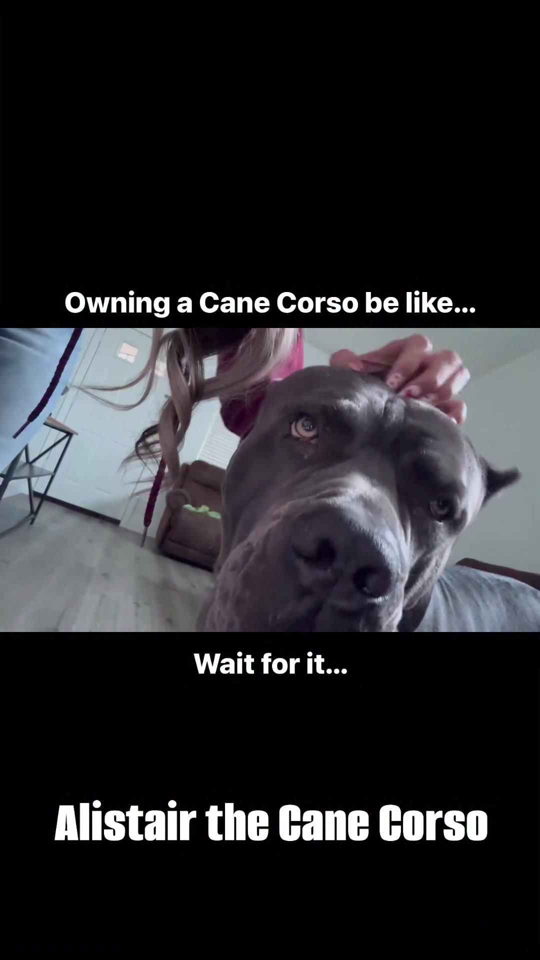 @Alistair the Cane Corso