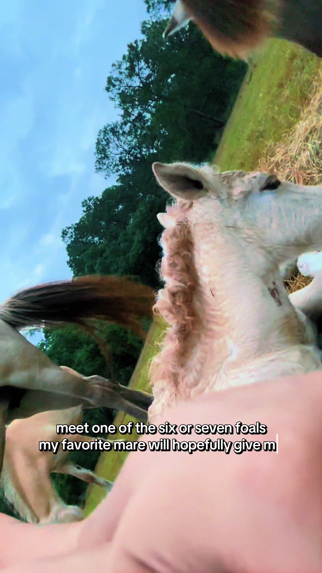 @madponies