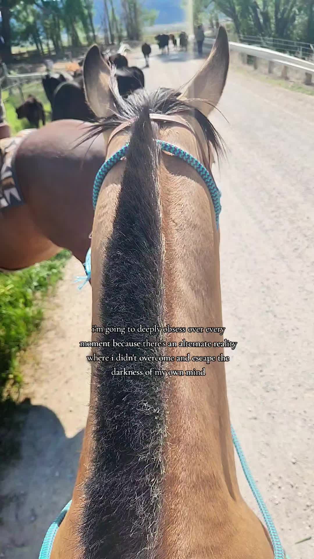 @Olsen Horse & Cattle Co. LLC