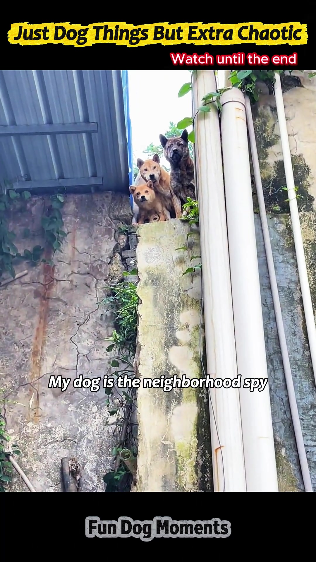 @pet.funny799