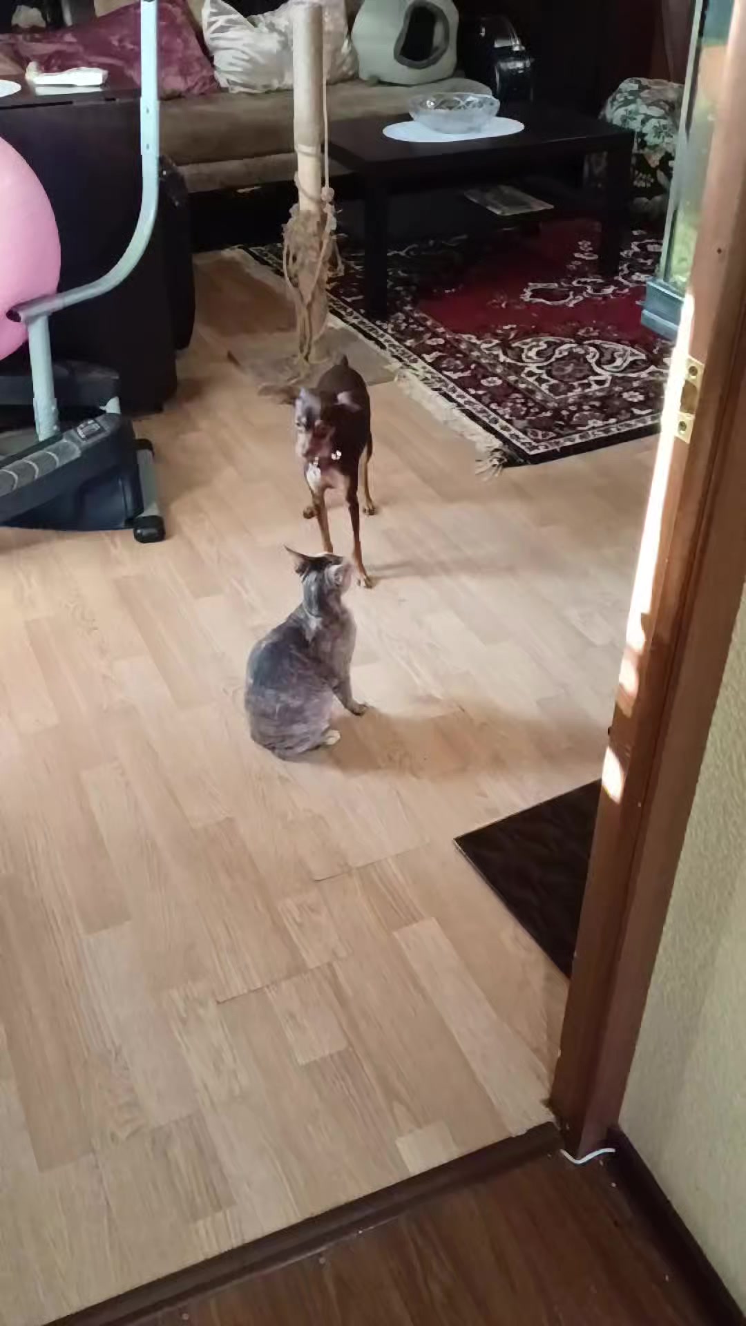 @Бонимиро