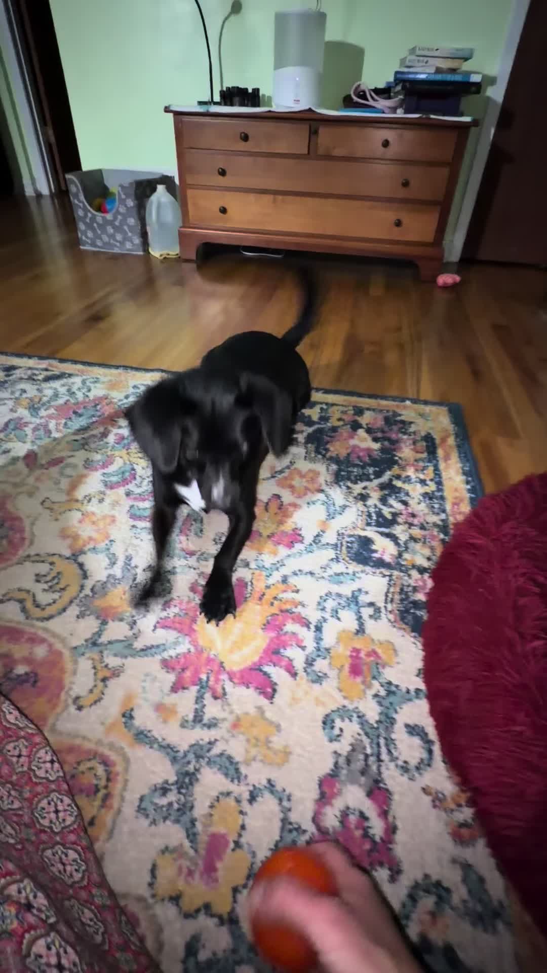 @snickers_and_sidekick
