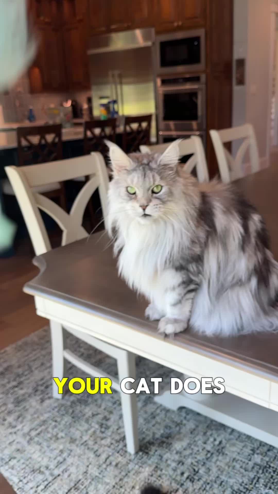 @Winnie: Maine Coon Kitty