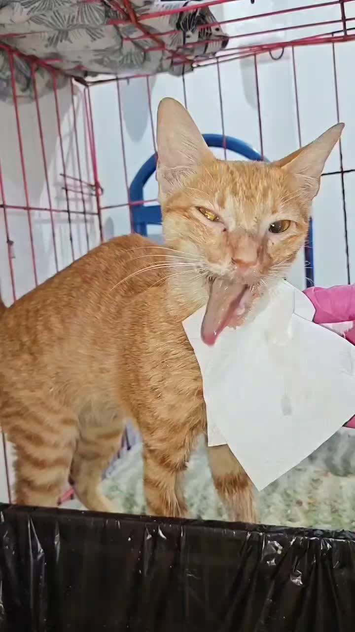 @mylharescues