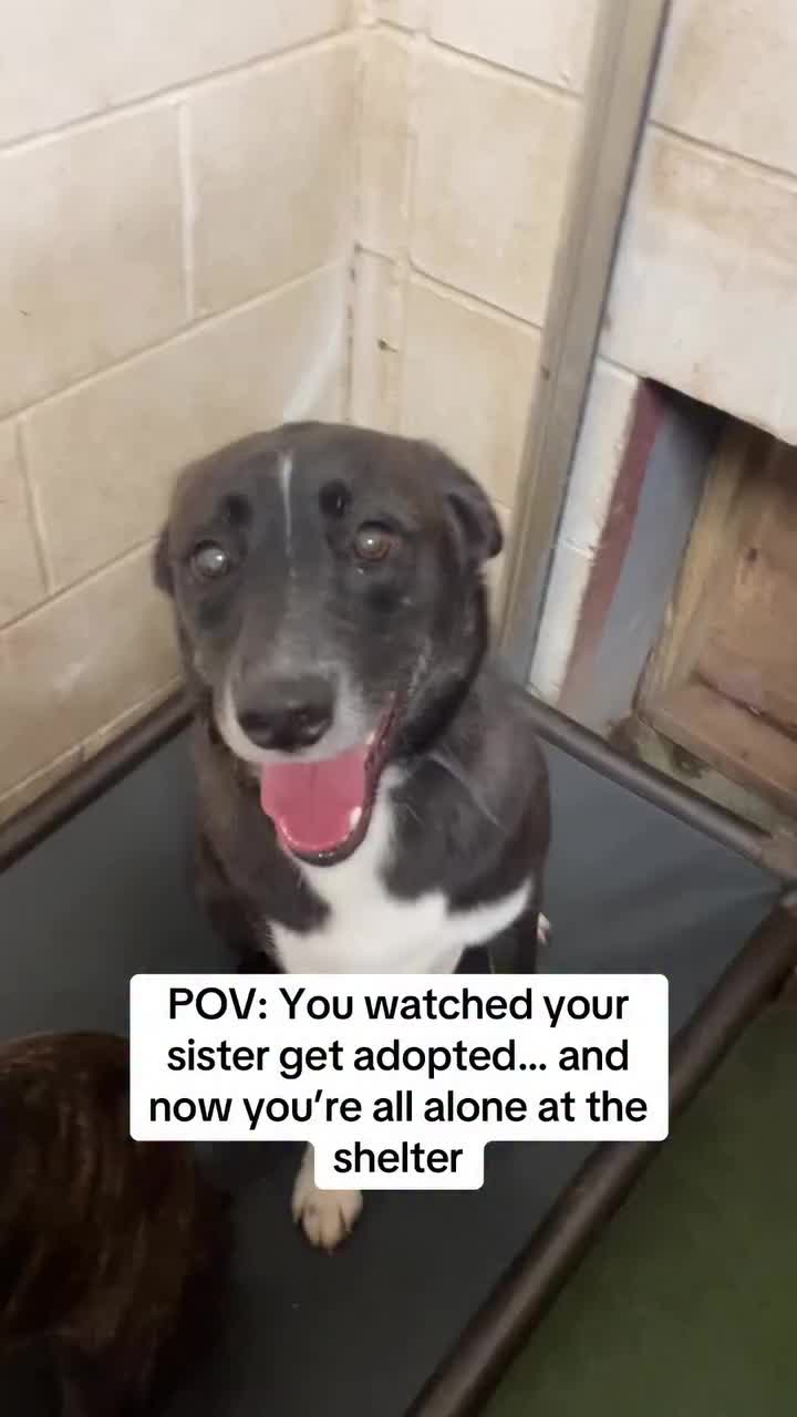 @NewLeashOnLifeRescue
