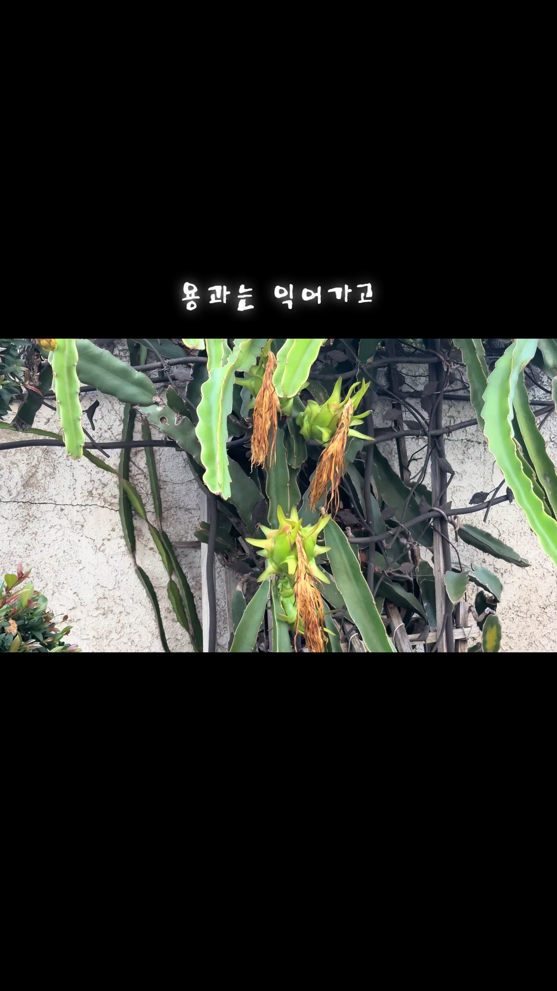 @Ju bugweon tv