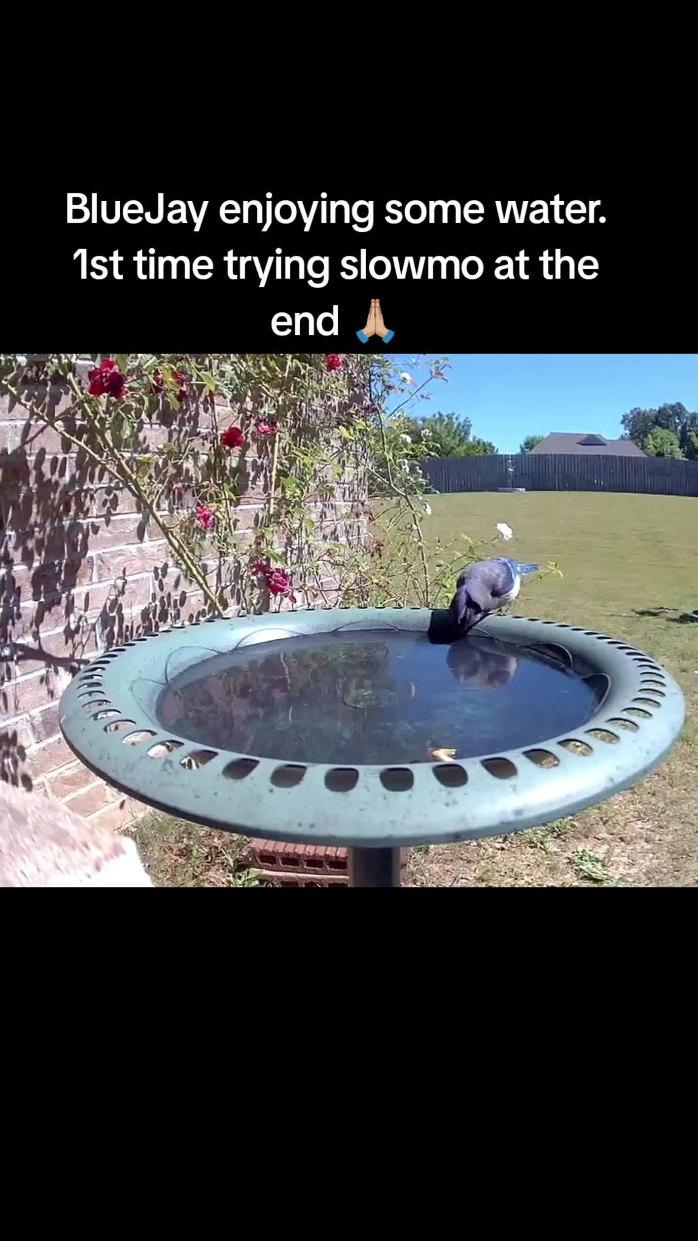 @The bird watcher 🐦 🦜 🦚