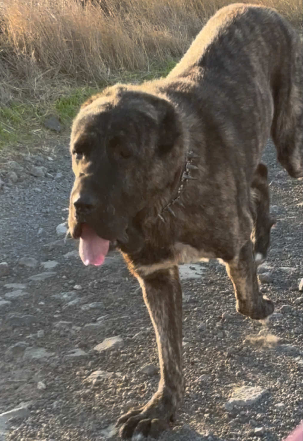@💥Körpe Kennels💥
