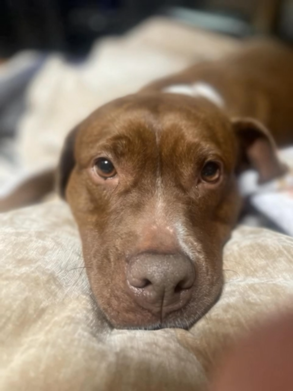 @One Love Animal Rescue Group