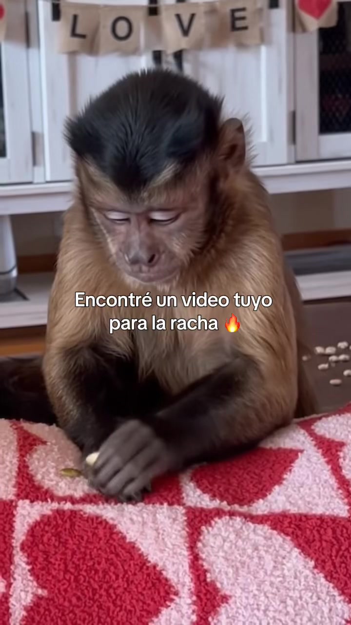 @RabPesito 🔥