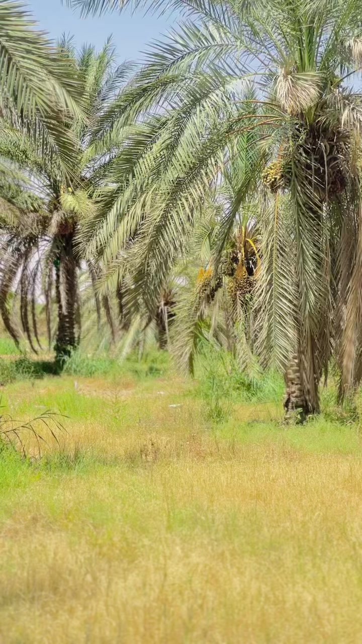 @سردار جیدی جندانی