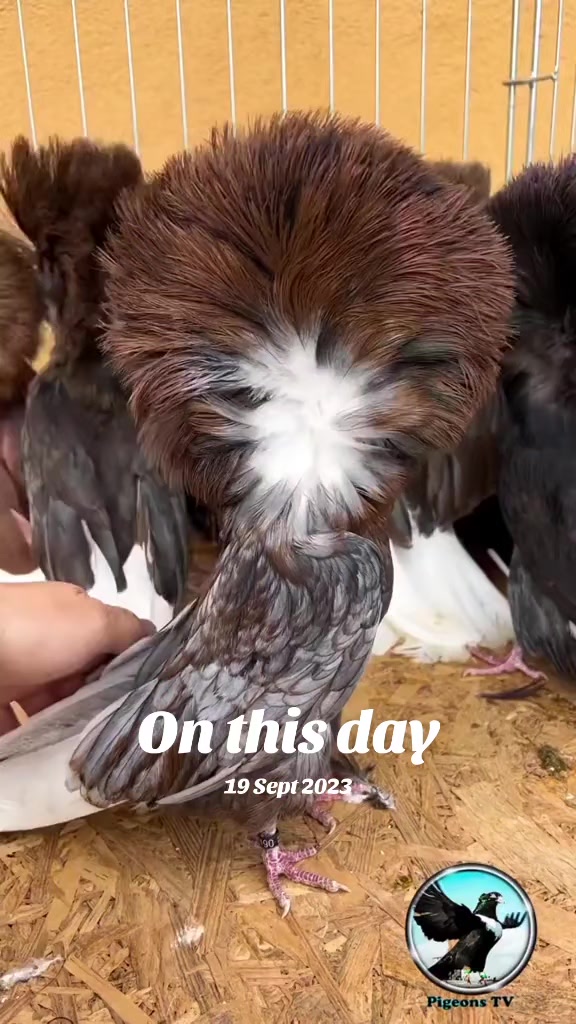 @Pigeons Tv