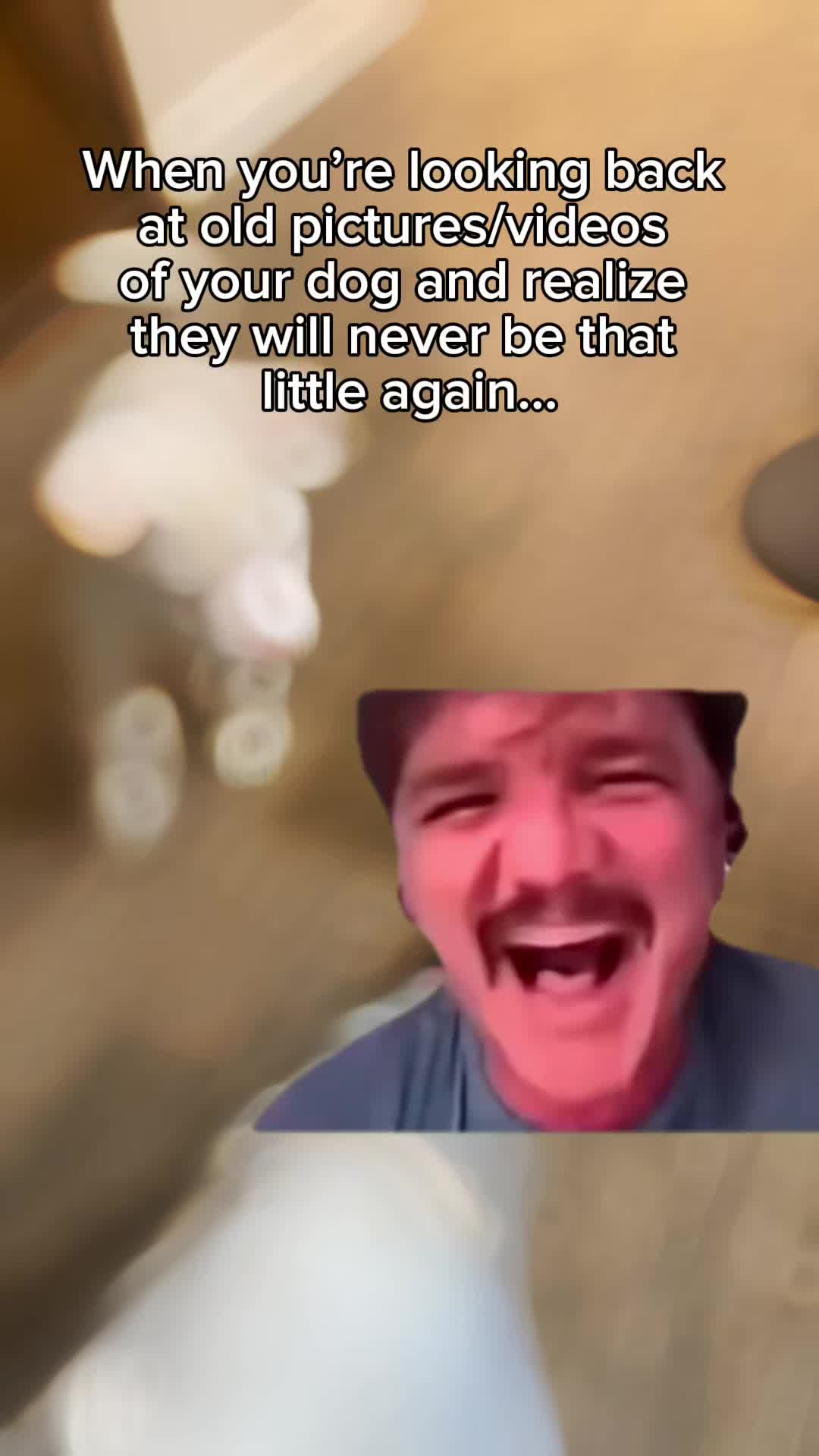 @Niceforabulldyke