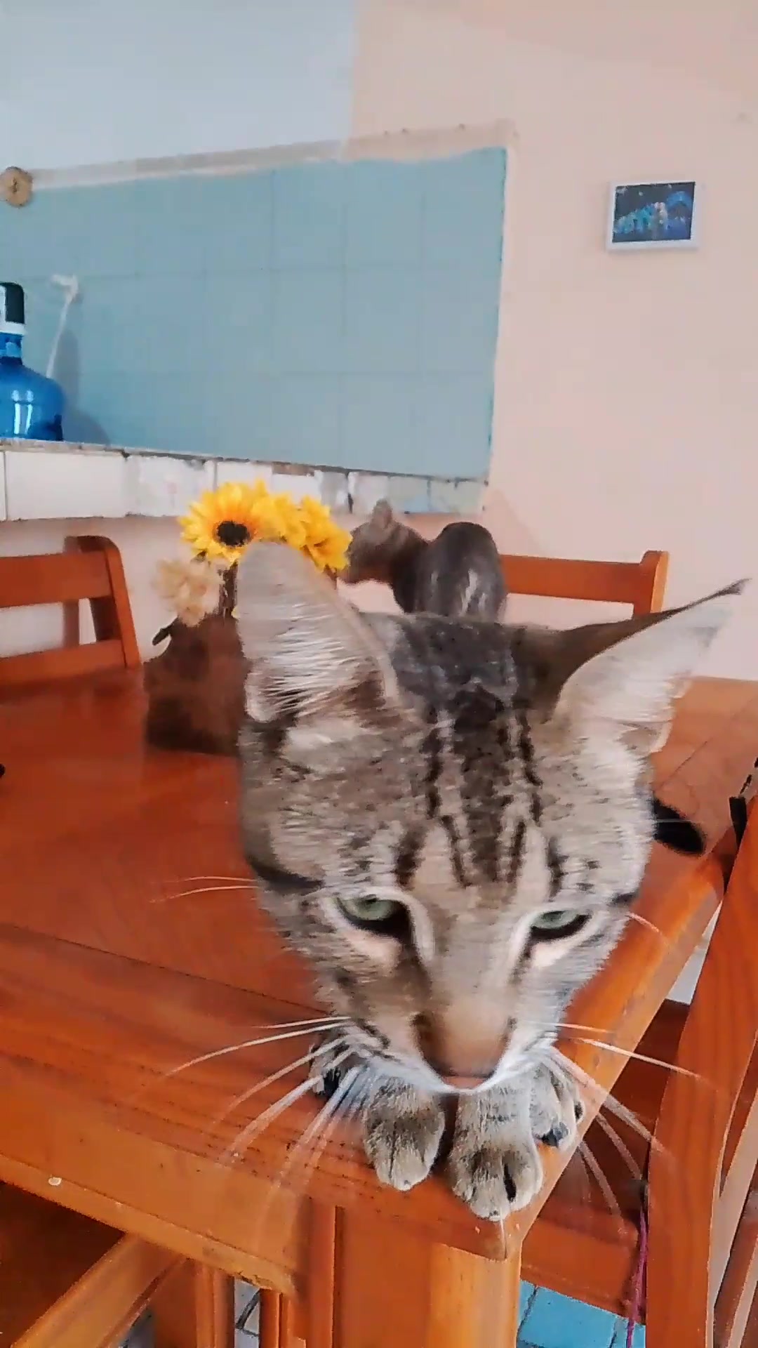 @Kitty tikitita