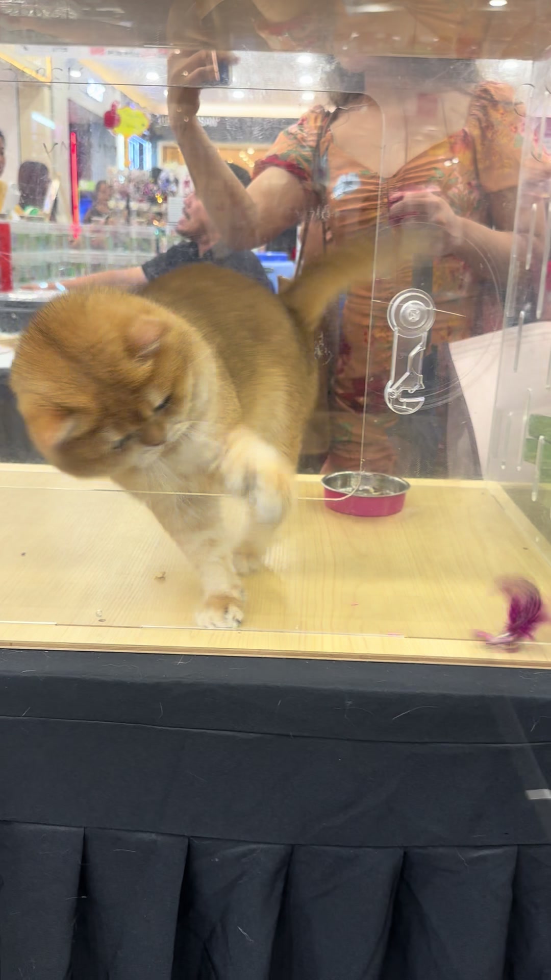 @YUN FLUFFY CATS