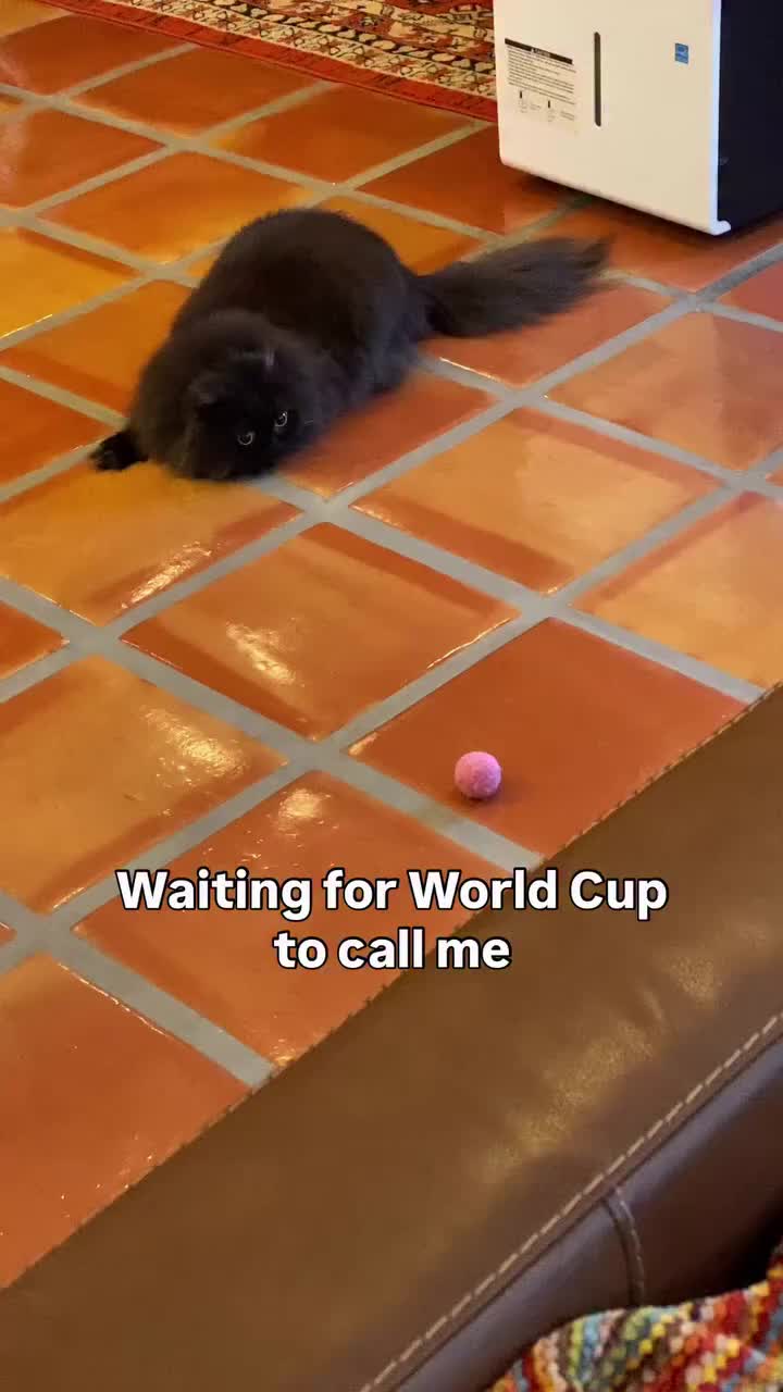 @Seamus the Scottish Fold