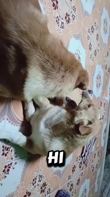 @ดาริณี คลองไชย