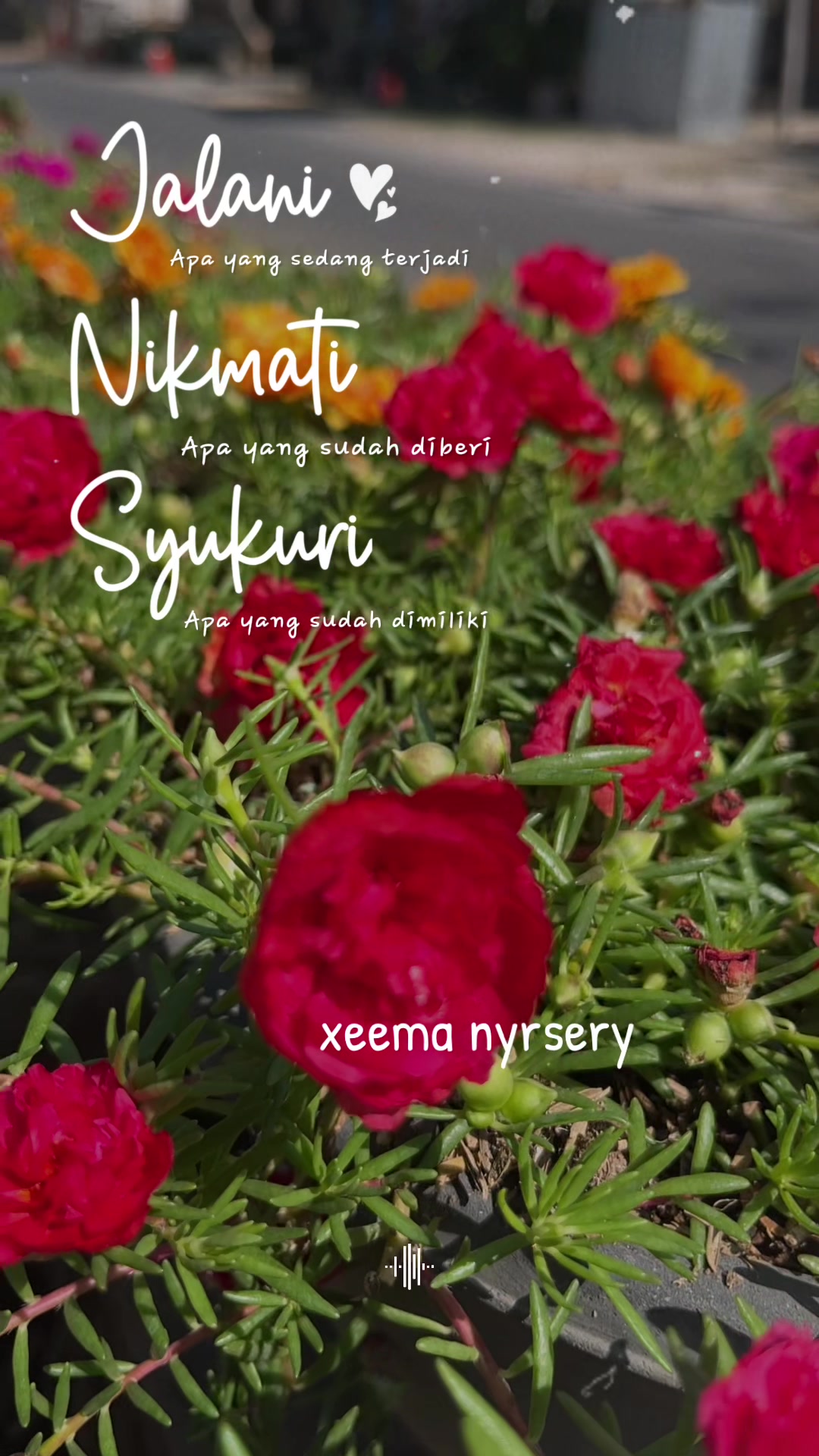 @Xeema_Nursery